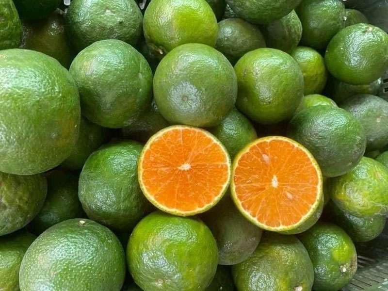Những quả cam Bố Hạ xanh vàng, bổ đôi để lộ múi mọng