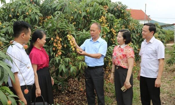Vải thiều Lục Ngạn trong vườn vào mùa thu hoạch